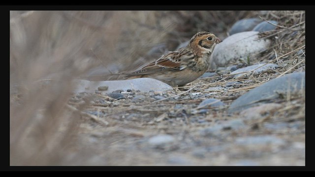 Escribano Lapón - ML497524391