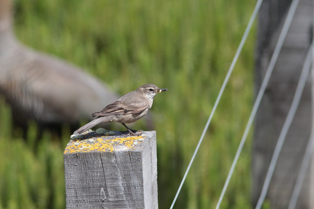 Buff-winged Cinclodes - ML497524791