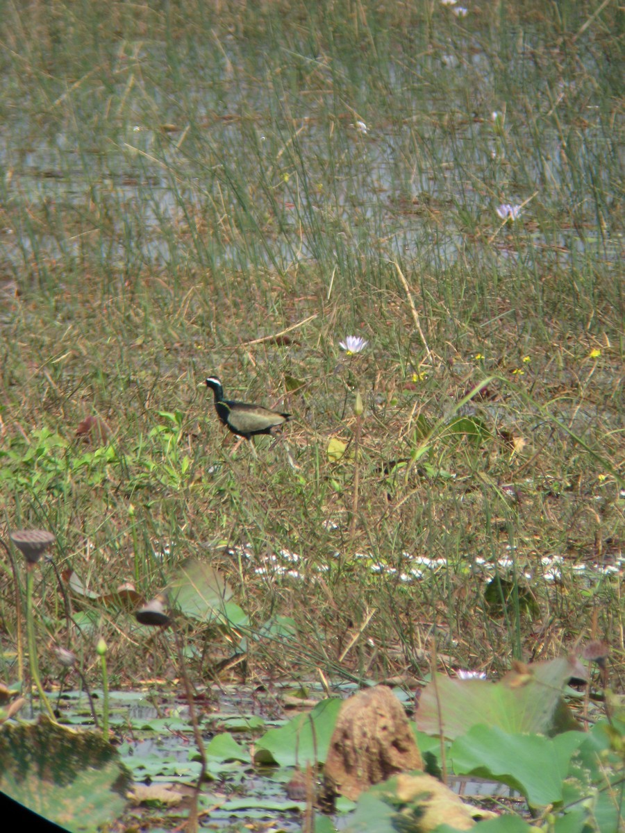 Bronze-winged Jacana - Bob Hargis