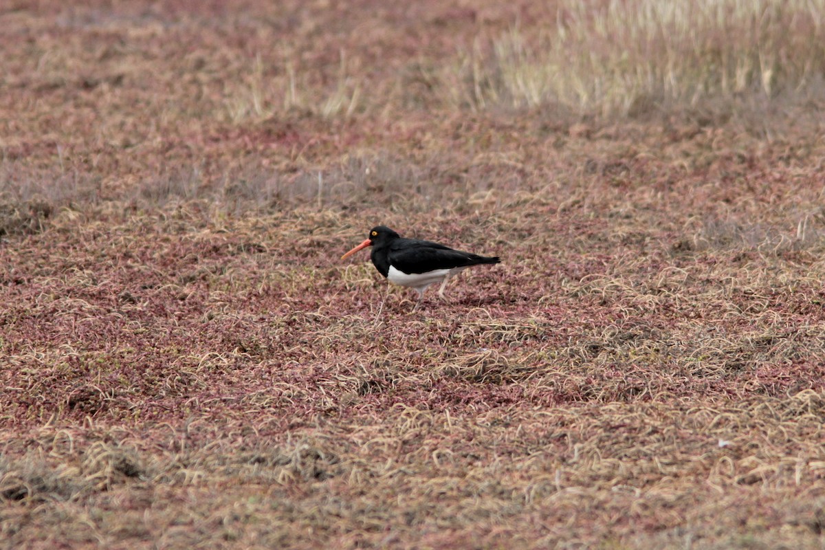 Magellanic Oystercatcher - ML497525351