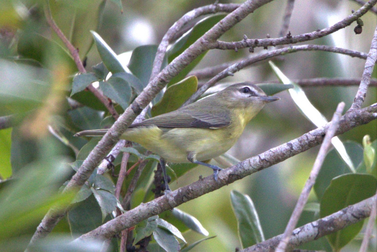 Philadelphia Vireo - ML497525821