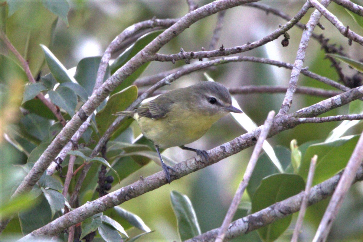 Philadelphia Vireo - ML497525831