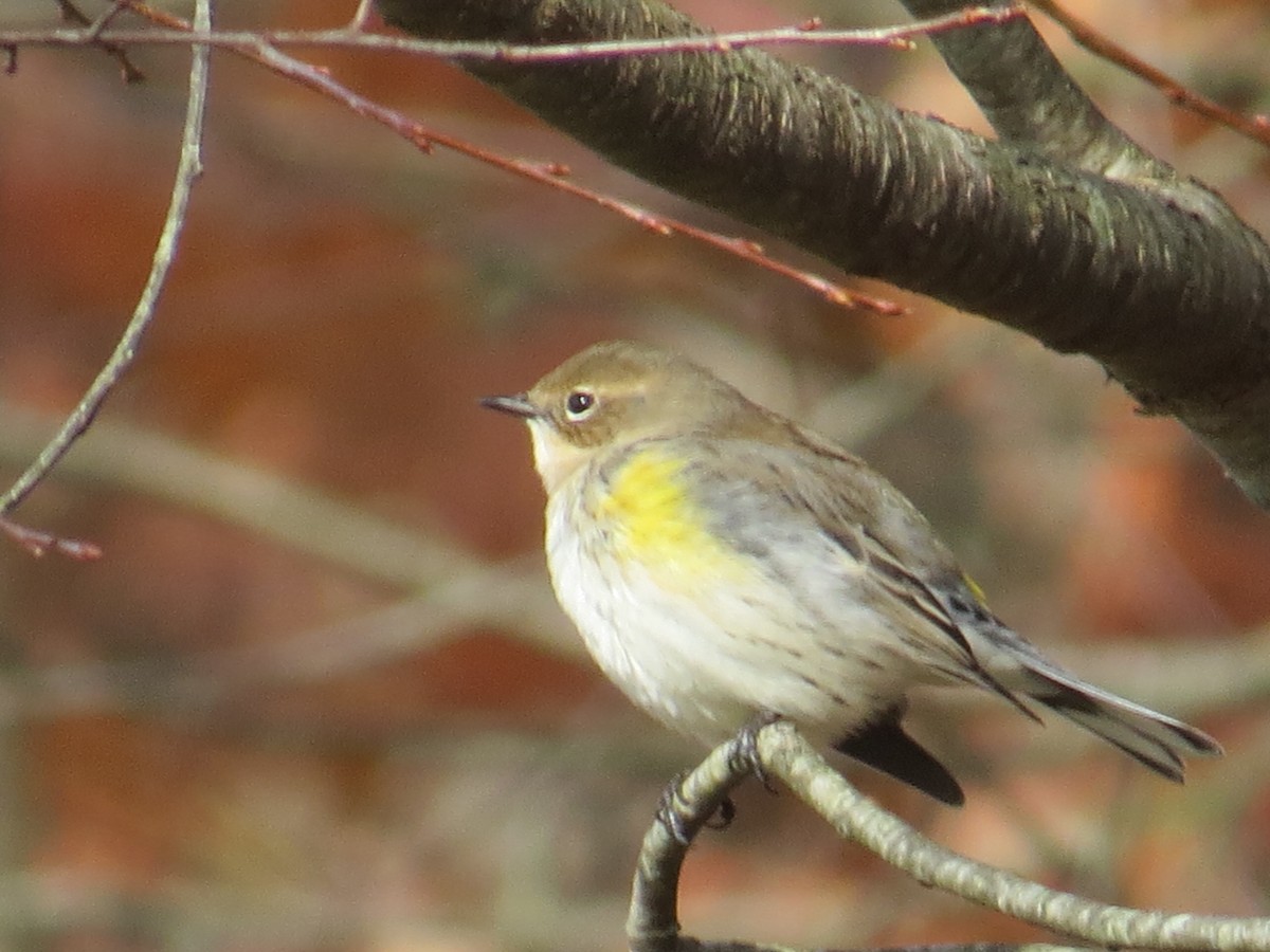 Yellow-rumped Warbler - Ethan Maynard