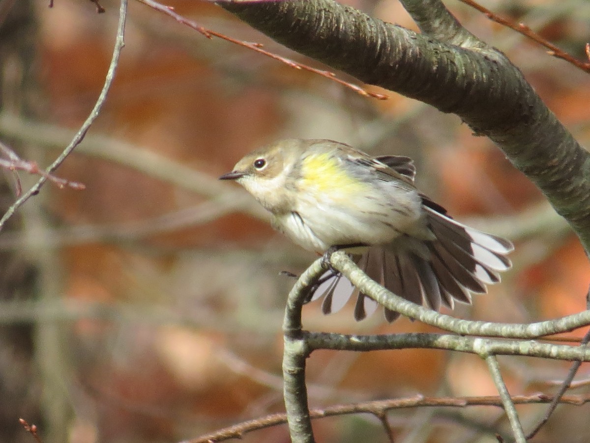 Yellow-rumped Warbler - Ethan Maynard