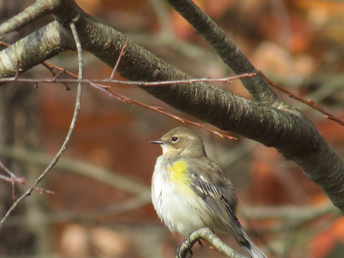 Yellow-rumped Warbler - Ethan Maynard