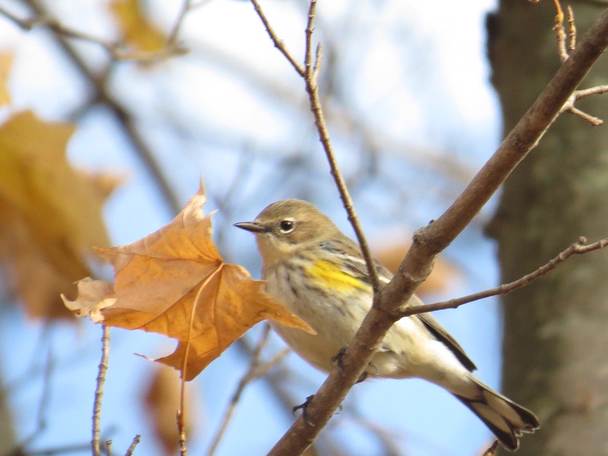 Yellow-rumped Warbler - ML497526511