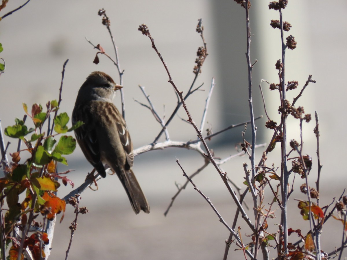 White-crowned Sparrow - ML497526741