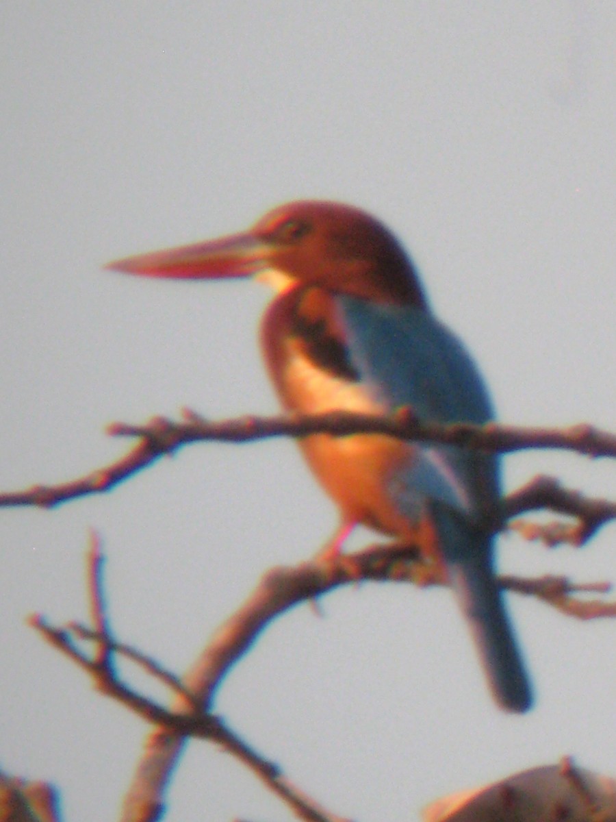 White-throated Kingfisher - ML497527221