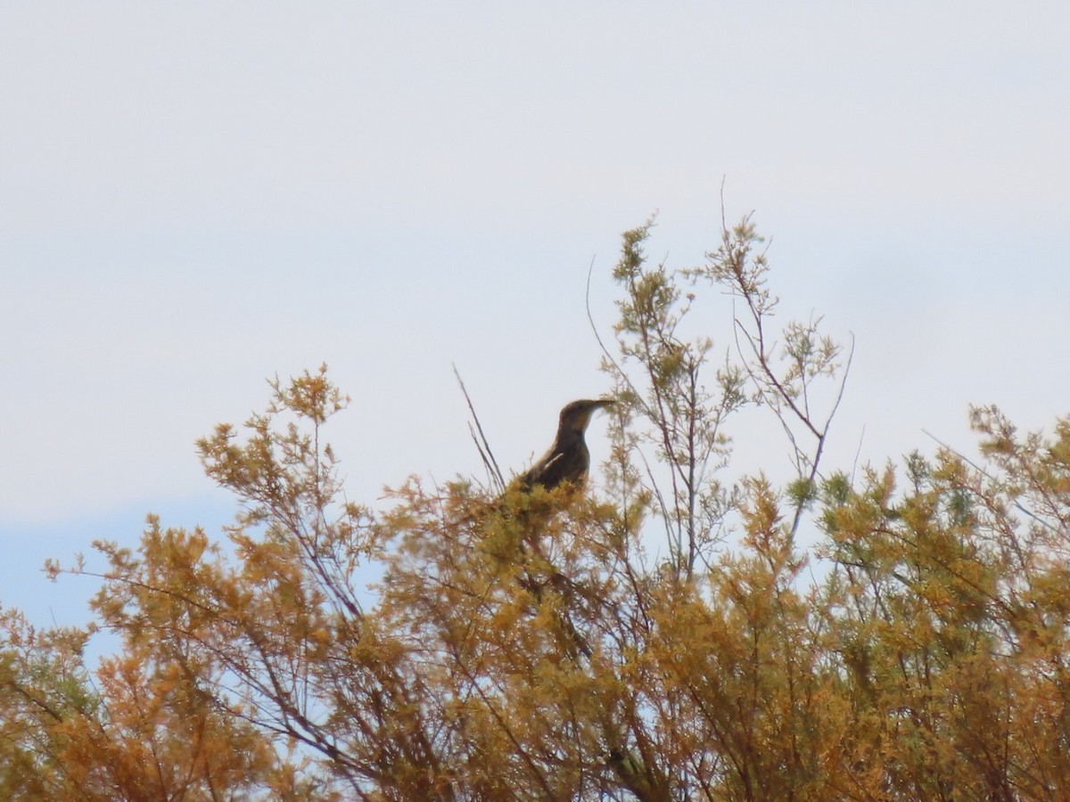 Western Meadowlark - ML497527511