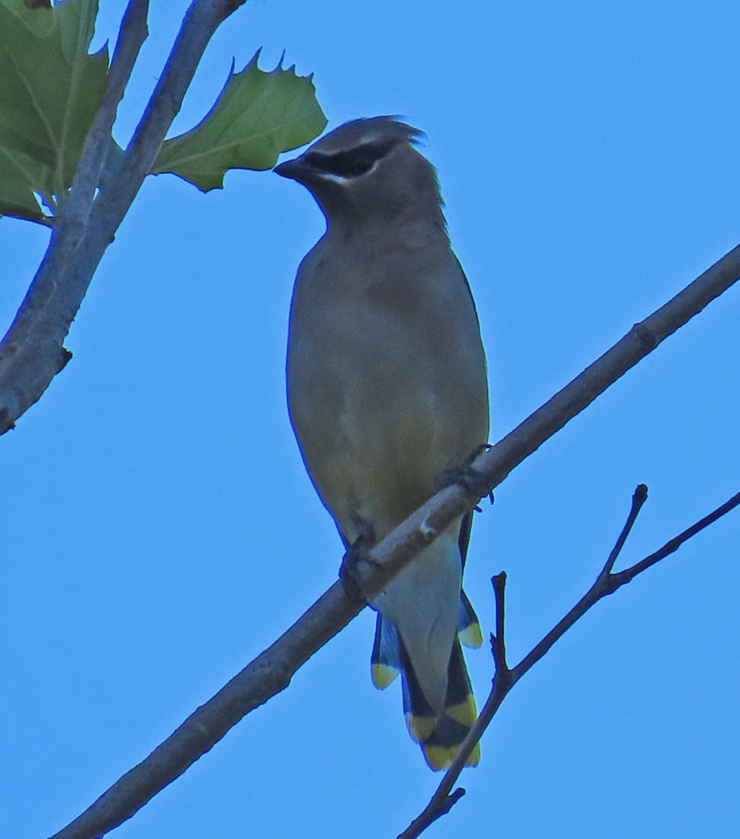 Cedar Waxwing - ML497527891