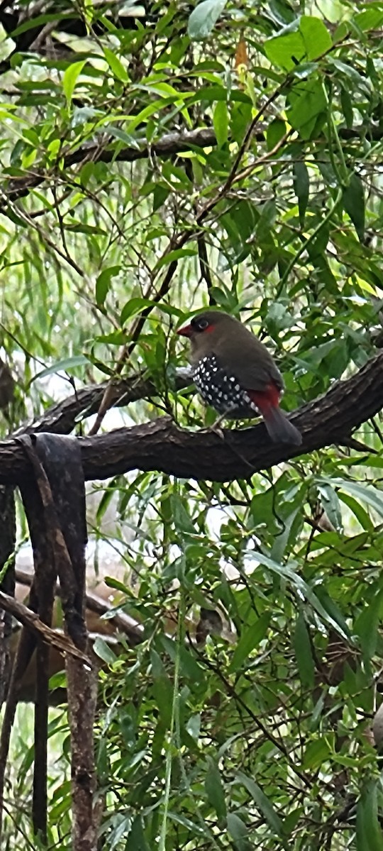 Red-eared Firetail - ML497528151