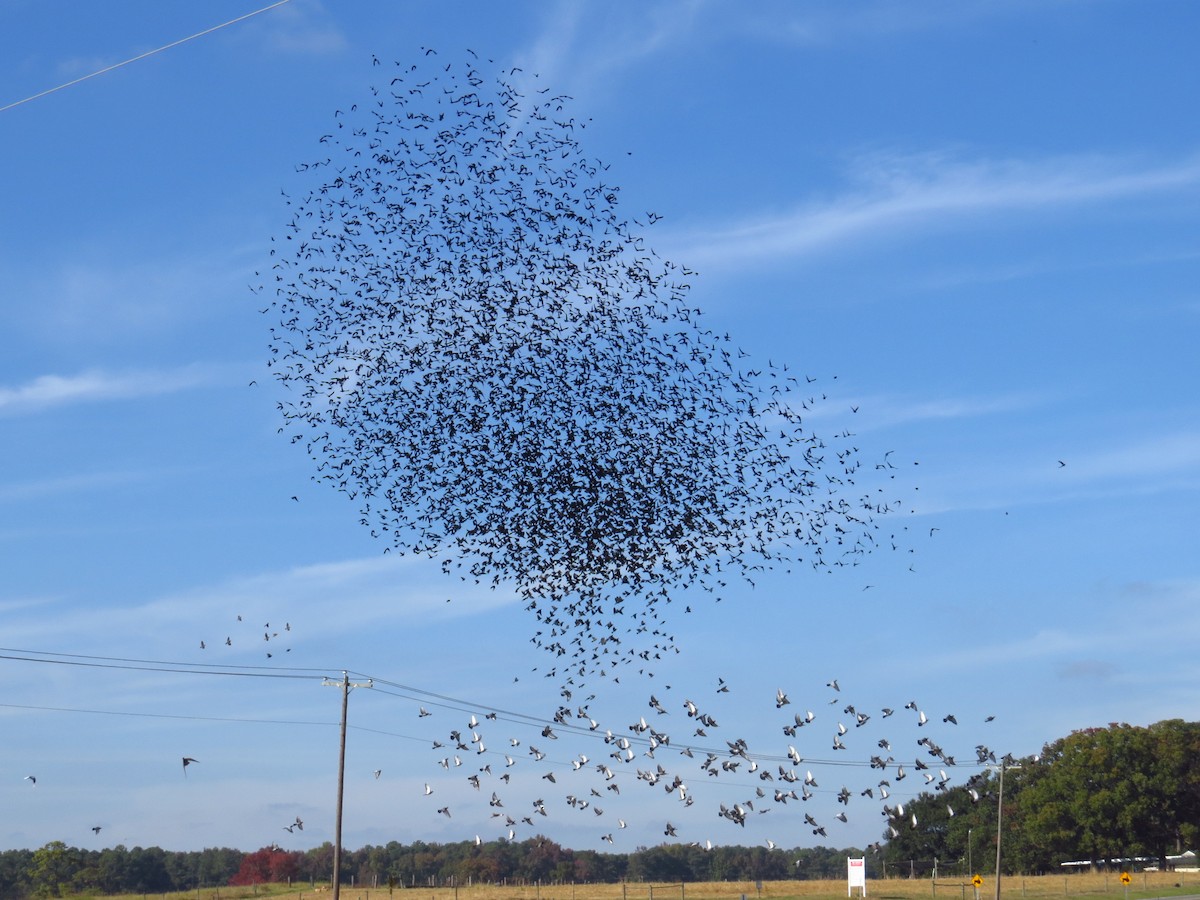 Brown-headed Cowbird - WS Barbour