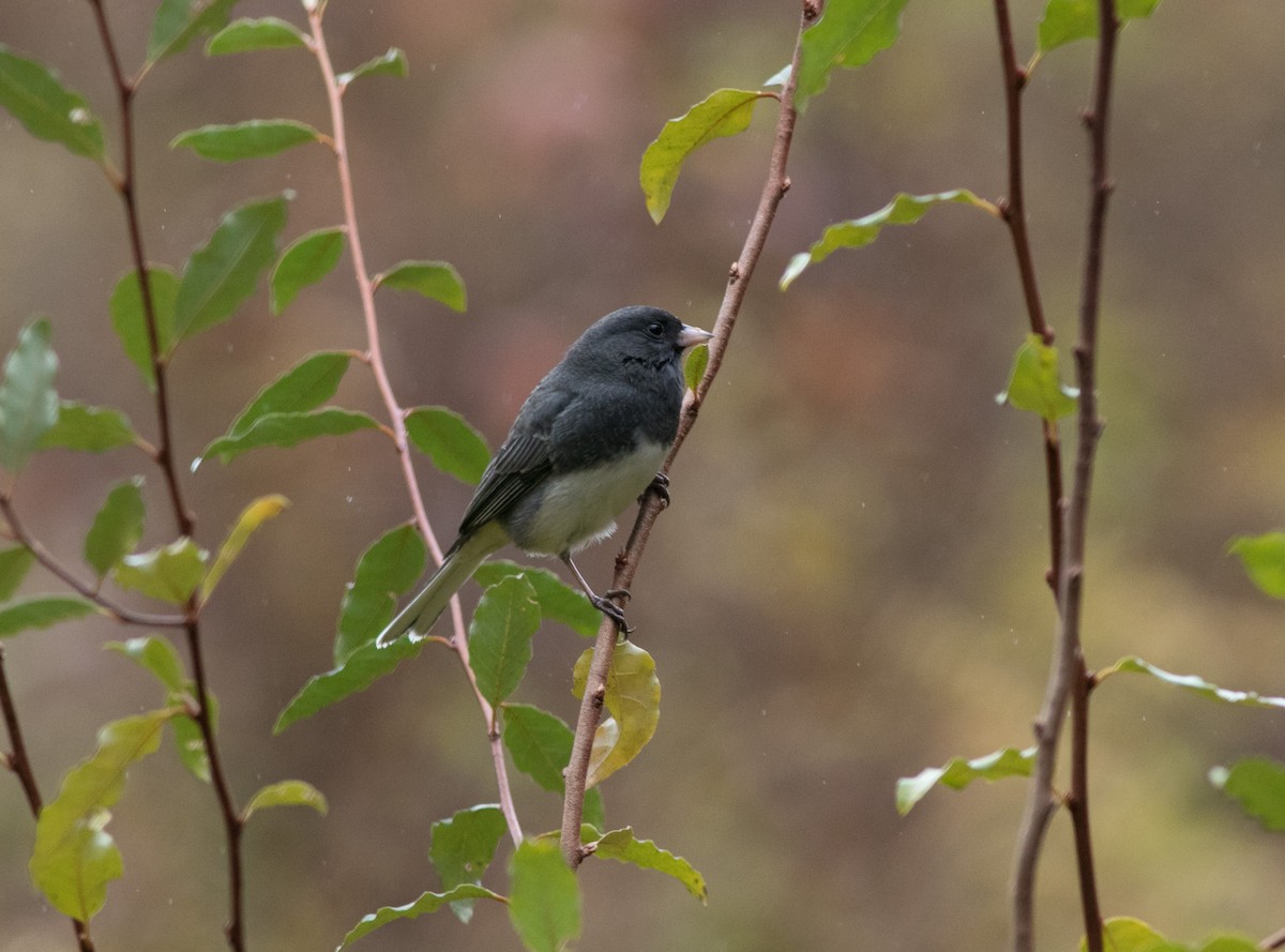 Dark-eyed Junco (Slate-colored) - ML497530691