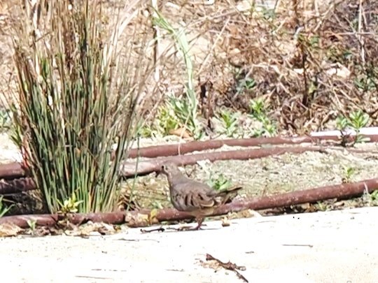 Common Ground Dove - ML497532381