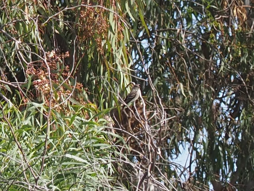 Willow Flycatcher - ML497533091