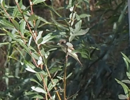 Willow Flycatcher - ML497533271