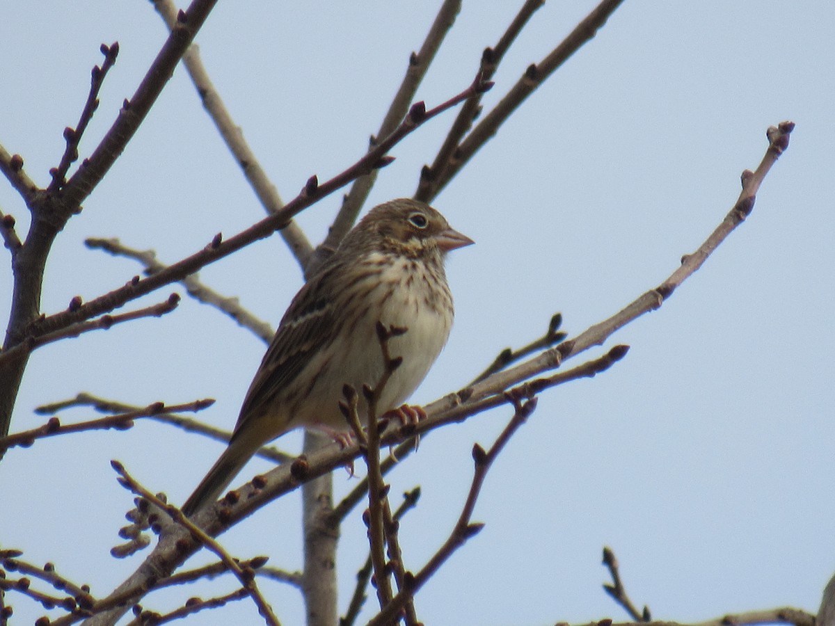 Vesper Sparrow - ML497534441