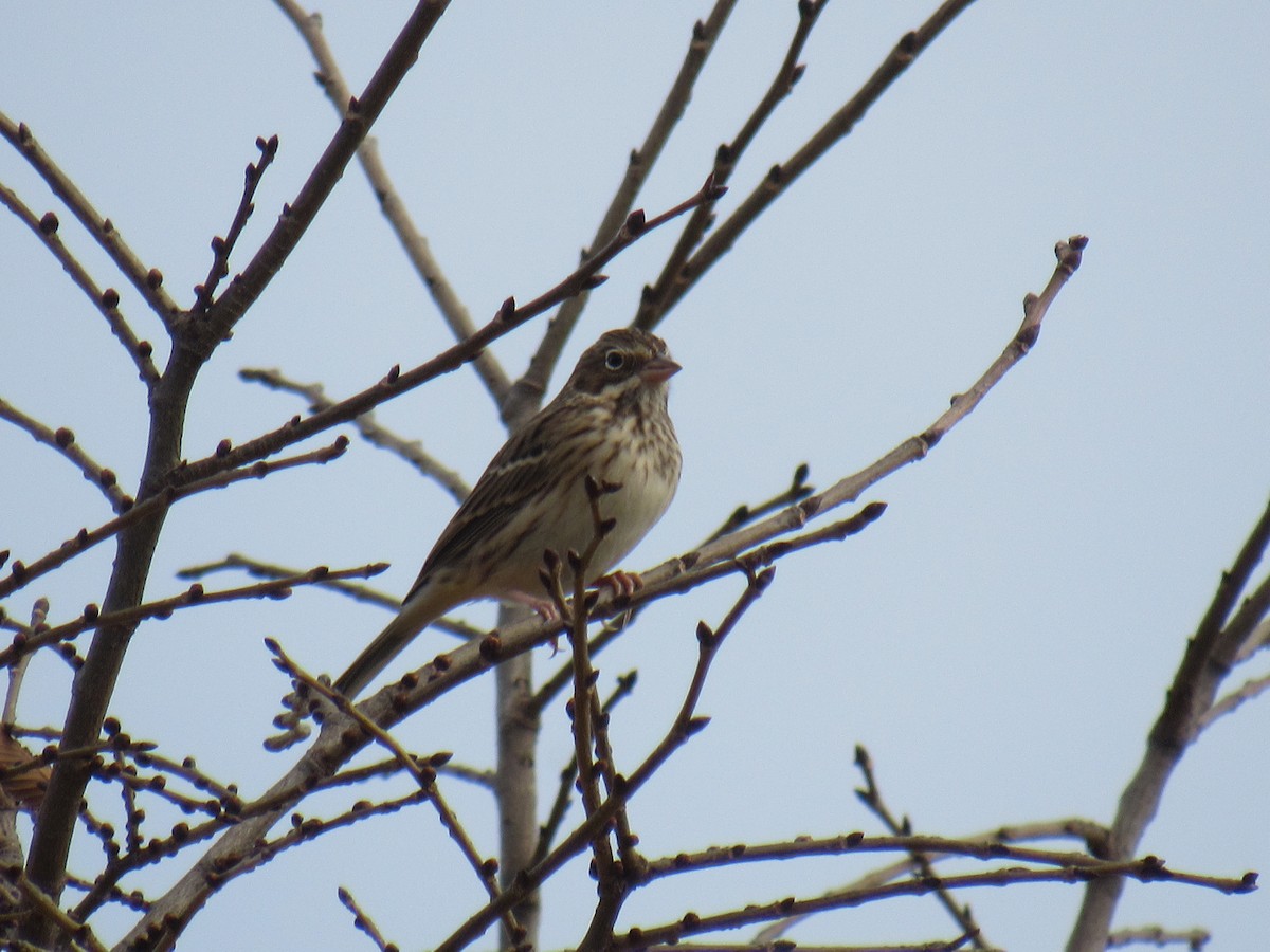 Vesper Sparrow - ML497534451