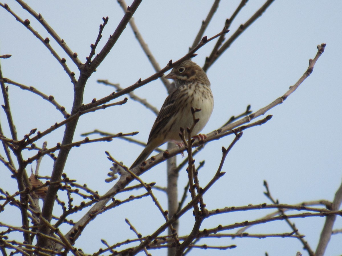 Vesper Sparrow - ML497534461