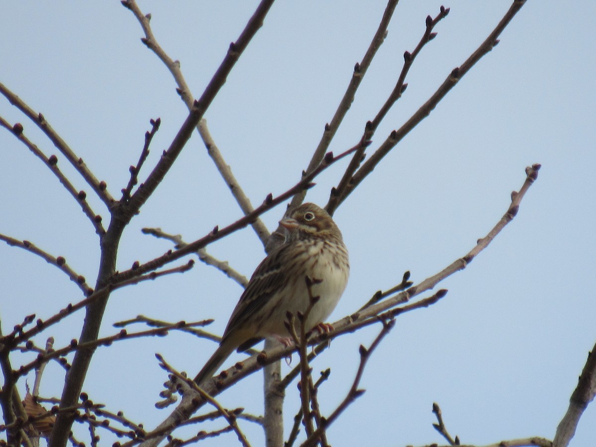 Vesper Sparrow - ML497534471