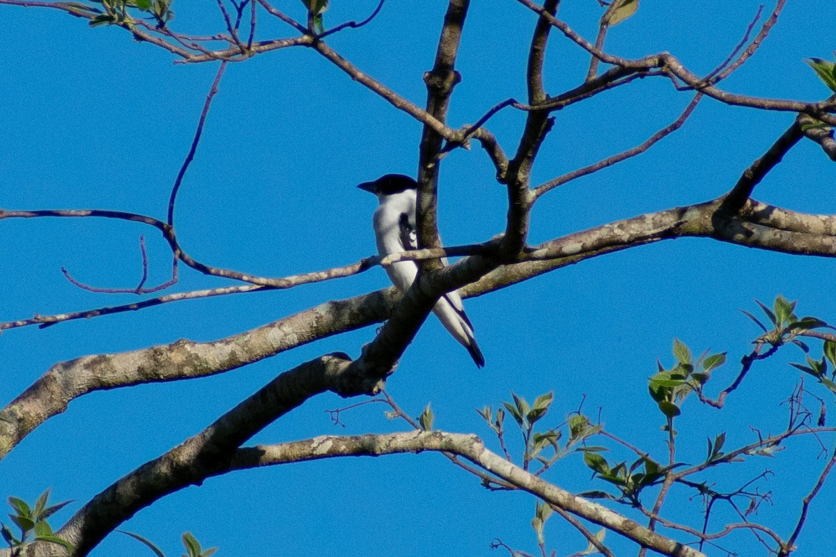 Black-crowned Tityra - ML497534781