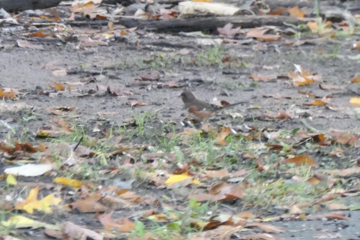 Eastern Towhee - ML497534831
