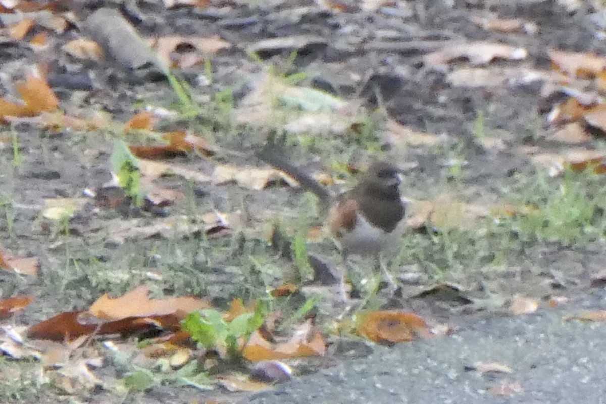 Eastern Towhee - ML497534841