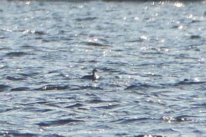 Horned Grebe - ML497534931