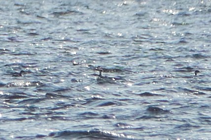 Horned Grebe - ML497534951