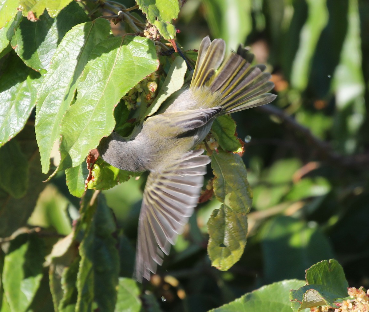 gulparula (erithachorides gr.) (mangroveparula) - ML497535191