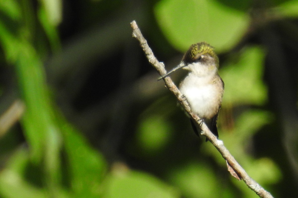 Ruby-throated Hummingbird - Bev Moses