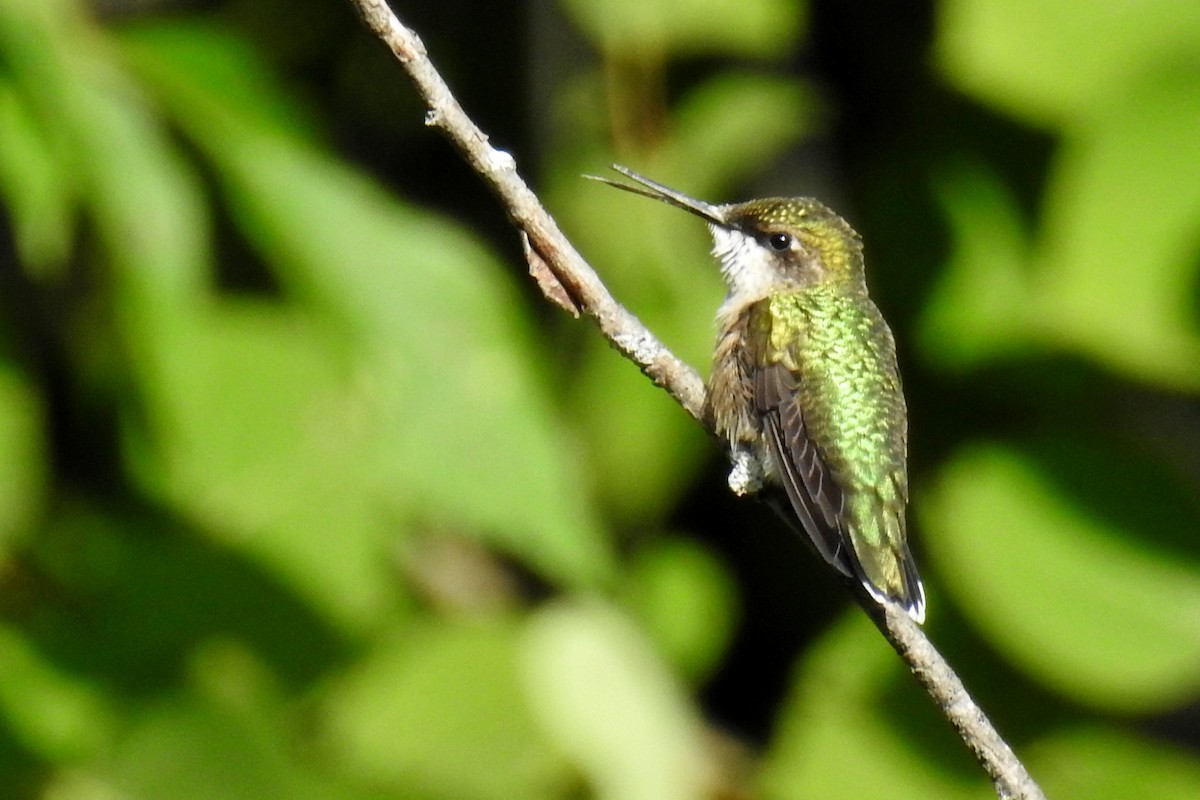 Ruby-throated Hummingbird - Bev Moses