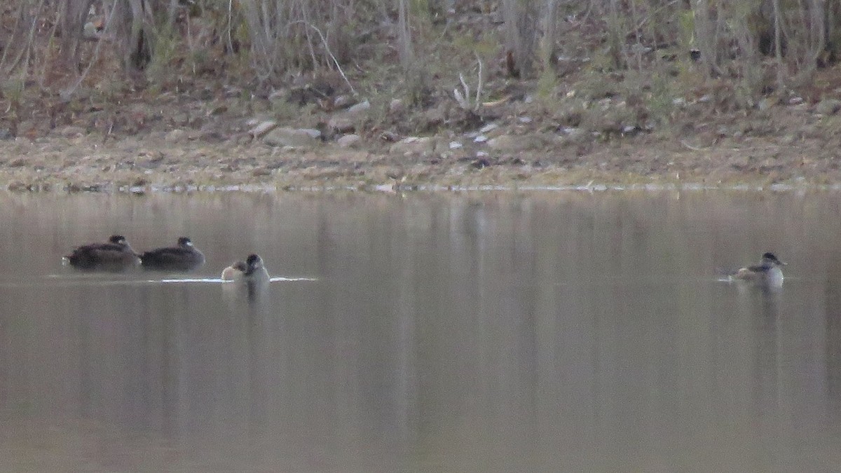 Surf Scoter - ML497536401