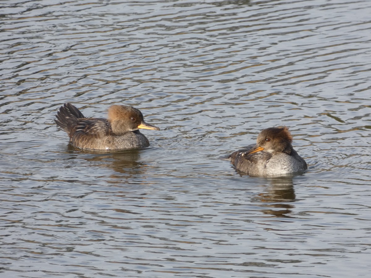 Hooded Merganser - ML497539331