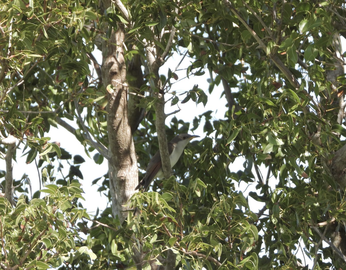 Yellow-billed Cuckoo - ML497539531