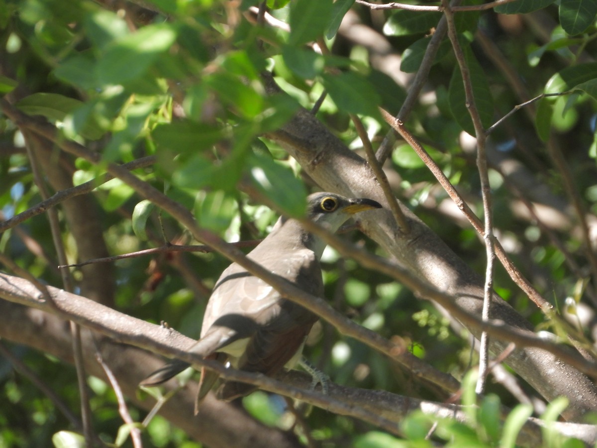 Yellow-billed Cuckoo - ML497539541