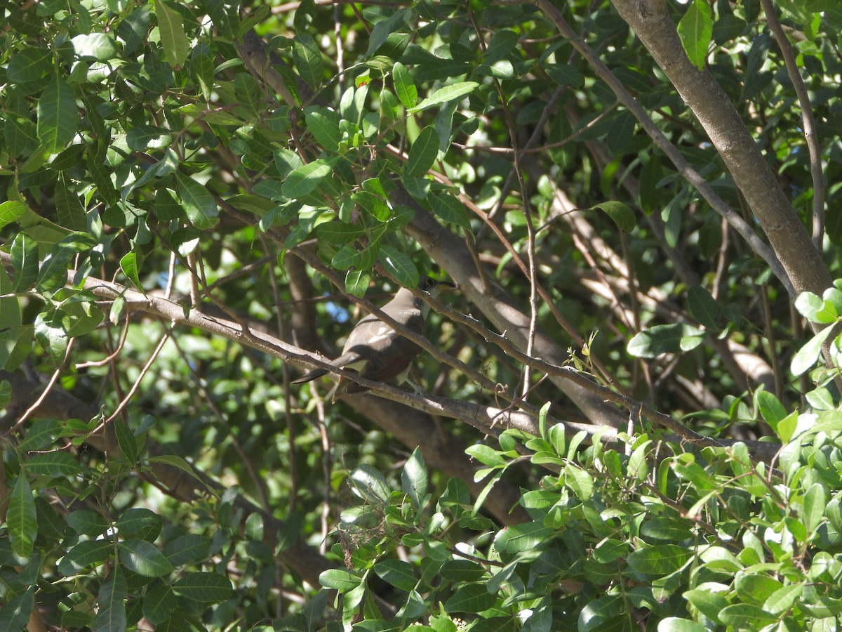 Yellow-billed Cuckoo - ML497539551