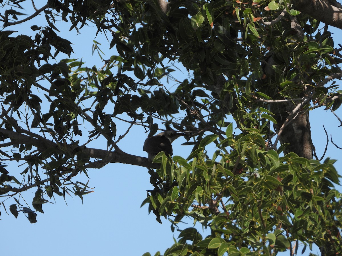 Yellow-billed Cuckoo - ML497539561