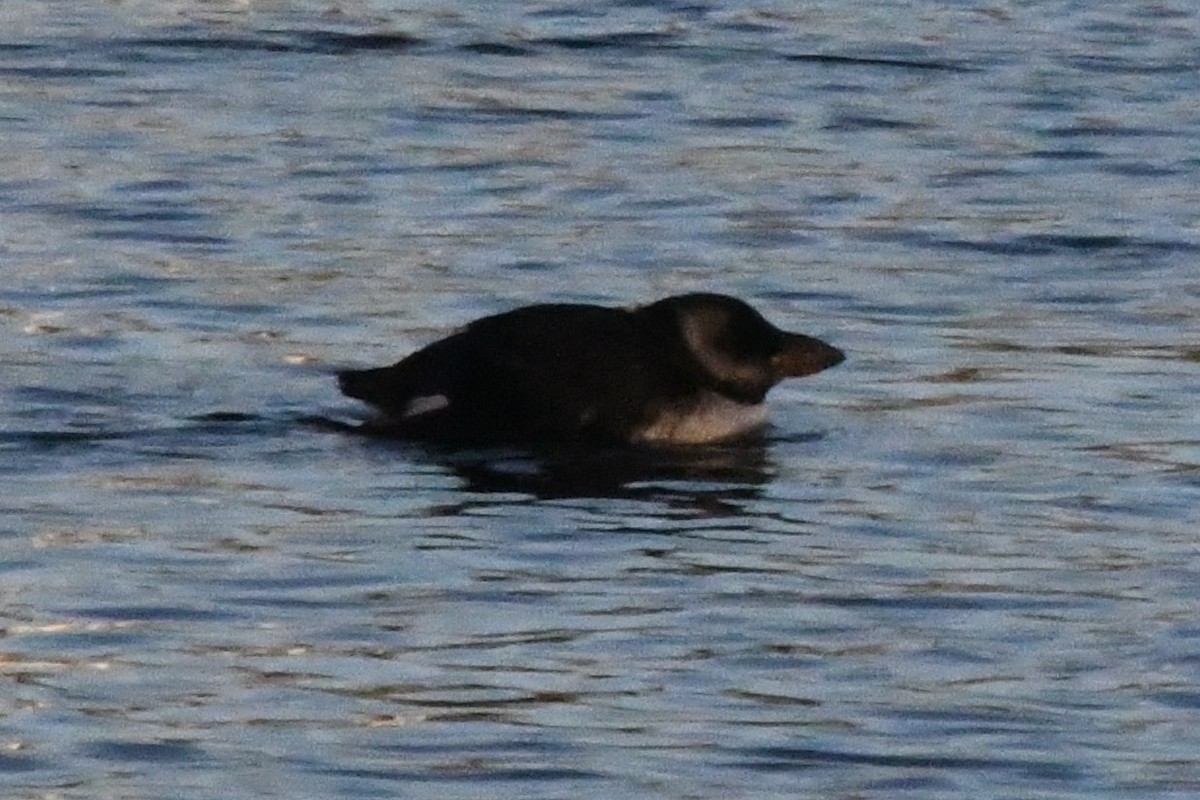 Atlantic Puffin - ML497539571
