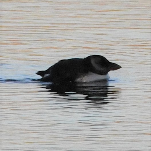 Atlantic Puffin - ML497539601