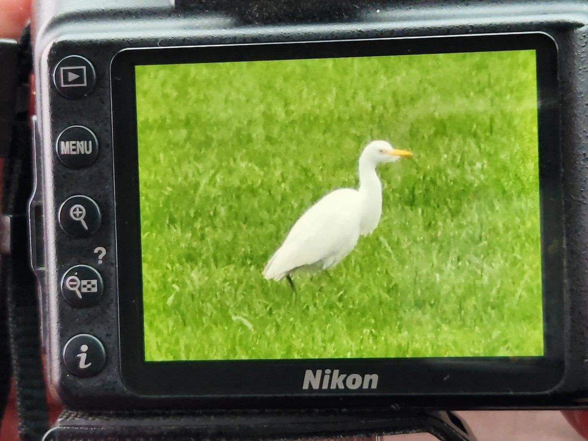 Western Cattle Egret - ML497540181