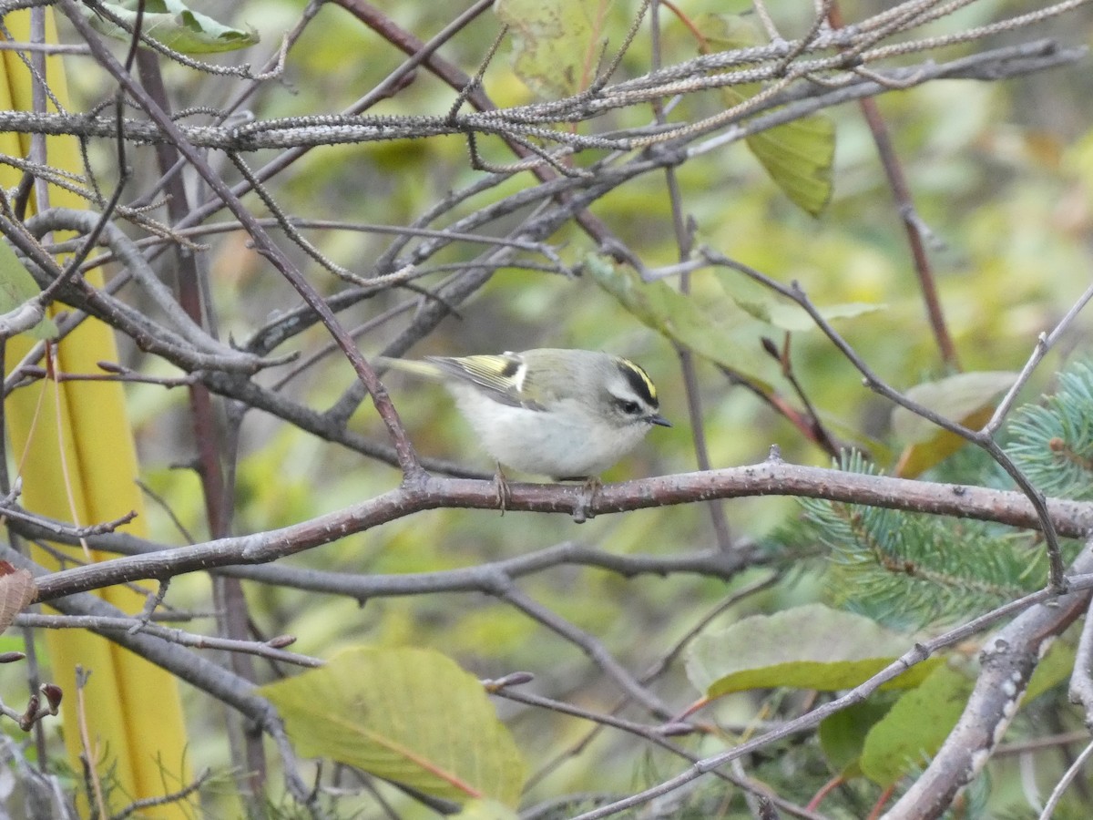 Golden-crowned Kinglet - ML497540191