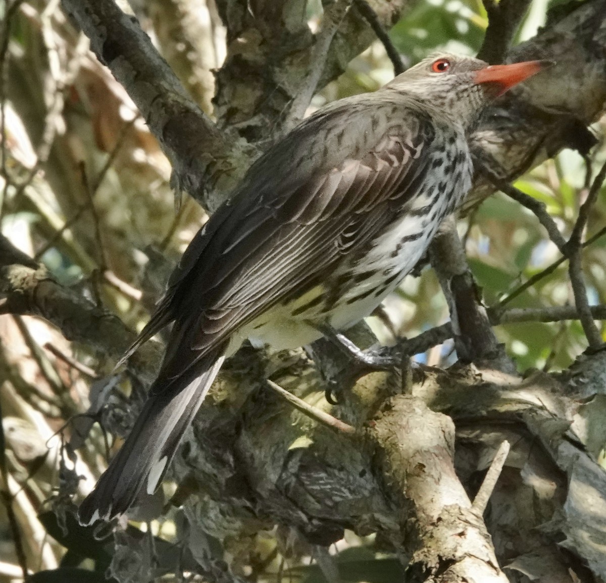 Olive-backed Oriole - ML497540381