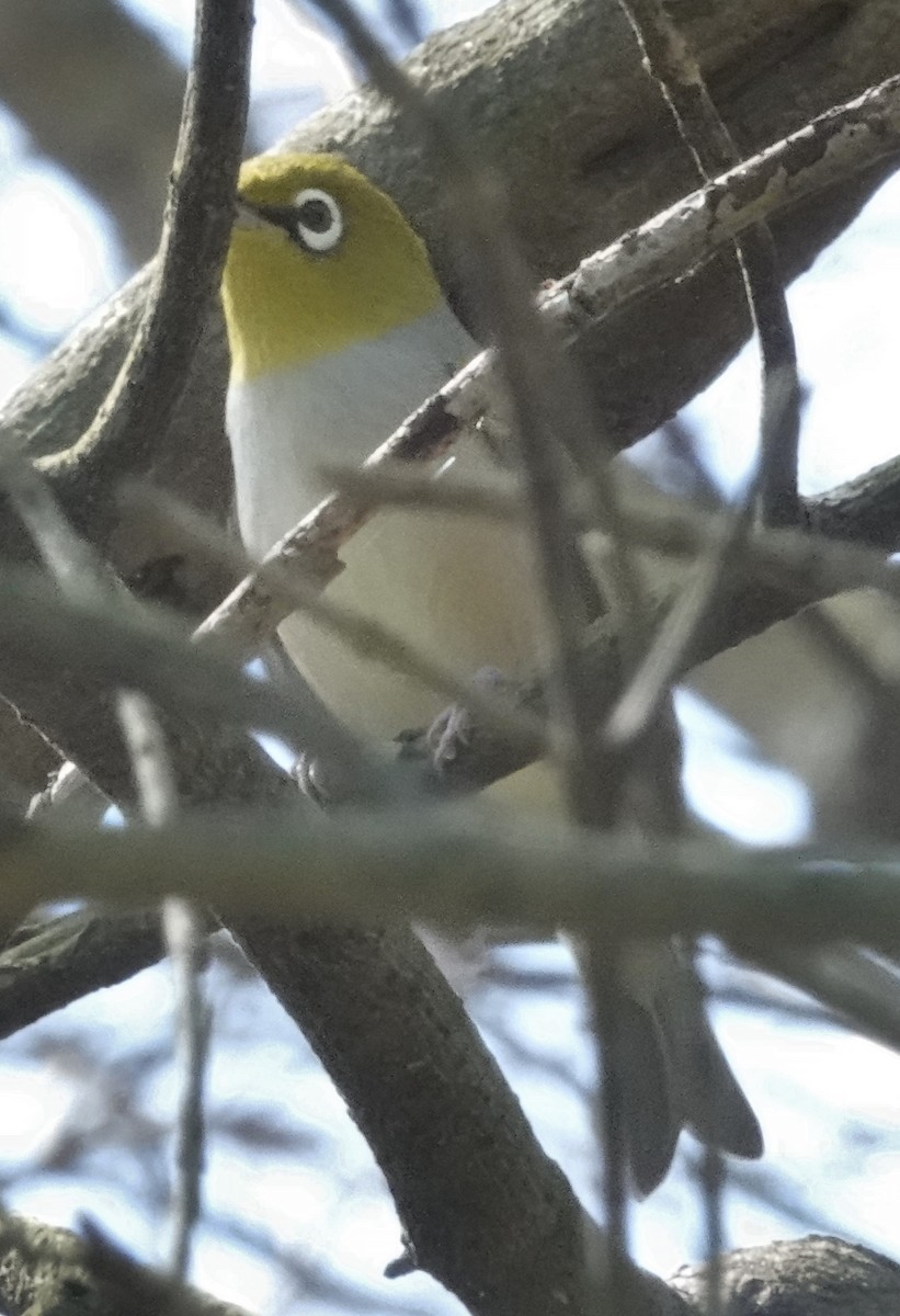 Silvereye - Alan Coates