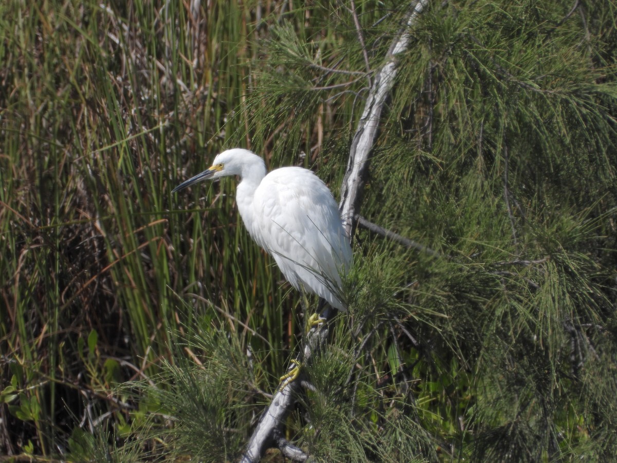 Snowy Egret - ML497540841