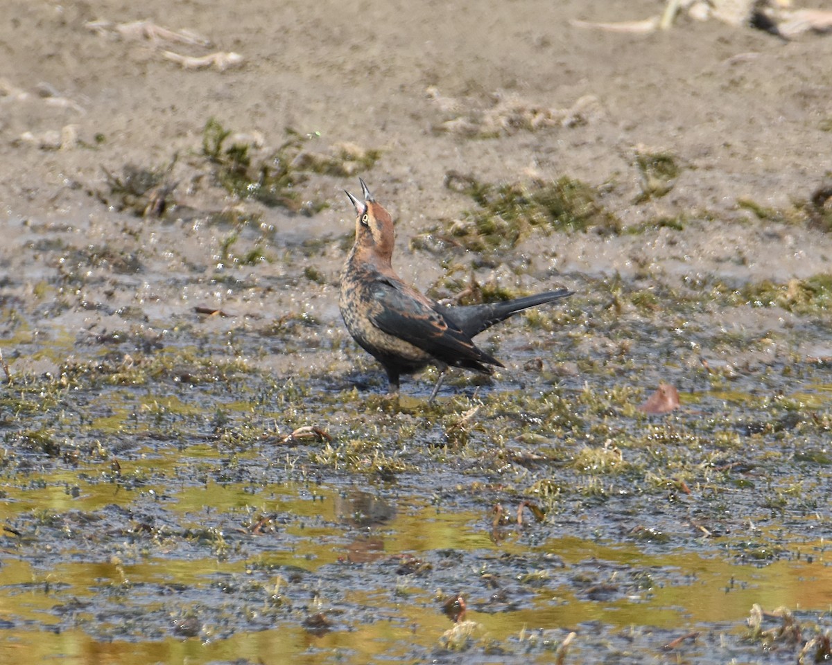 Rusty Blackbird - ML497542811