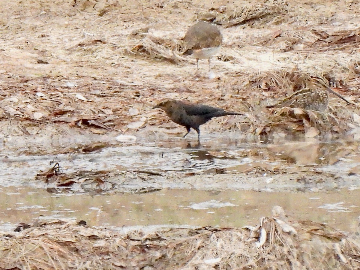 Rusty Blackbird - ML497544441