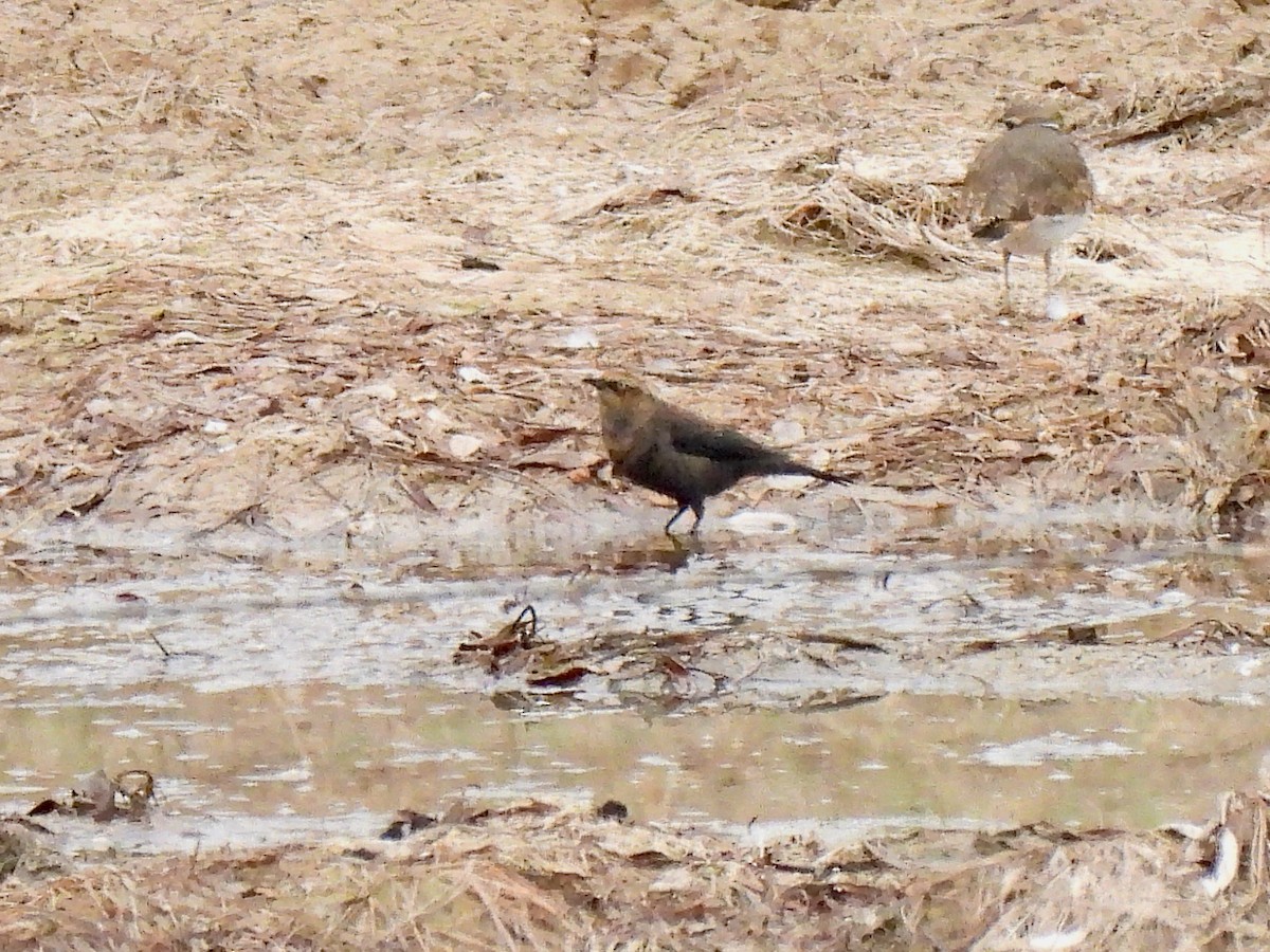 Rusty Blackbird - ML497544451