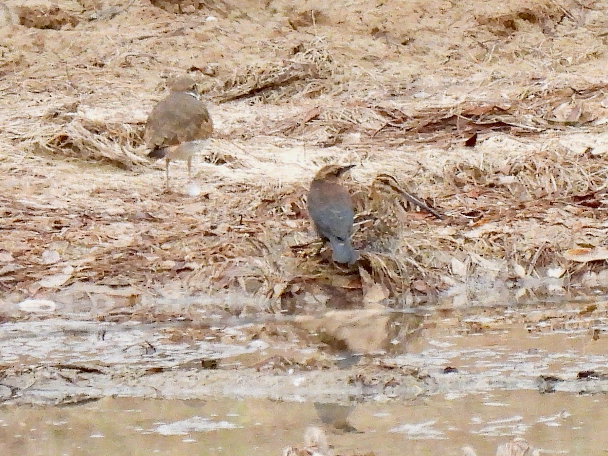 Rusty Blackbird - ML497544461