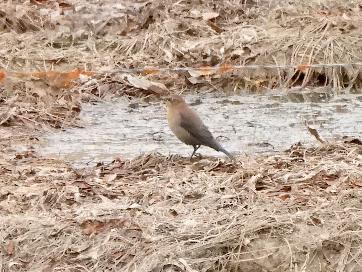 Rusty Blackbird - ML497544471